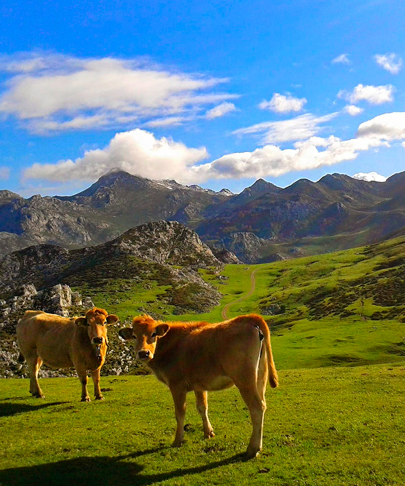 Vacas en los Picos de Europa